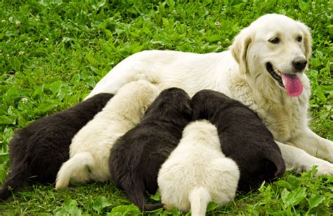 狗怀孕几个月生小狗 – 中国宠物网