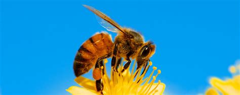 蜜蜂的特点和生活特征 - 蜜蜂知识 - 酷蜜蜂