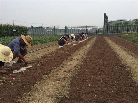 苏州市种子管理站完成2017年度水稻播种工作_简讯_资讯_种业商务网