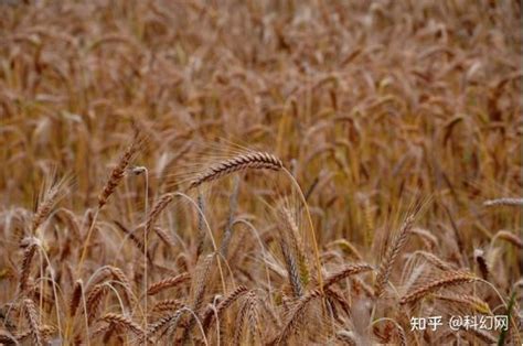 小麦水解蛋白-企业官网