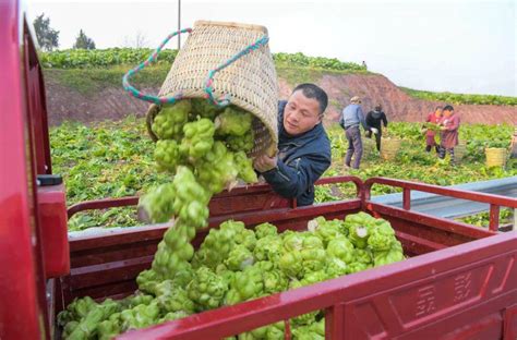 四川广安12万吨青菜头运往重庆腌制榨菜 产值近1亿元|全力以赴拼经济搞建设