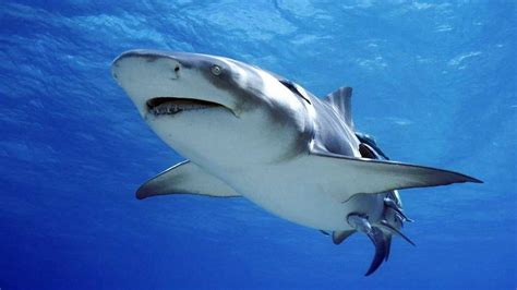 动物世界，欣赏一段大鲨鱼的视频，领略这个身体10米多长的家伙