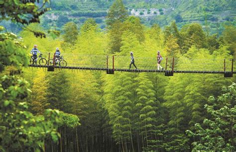 中国竹：资源最丰富 产业最宏大-专题——益阳市林业局