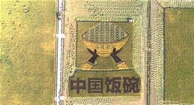 “中国饭碗”喜迎丰收 网红稻田开始收割