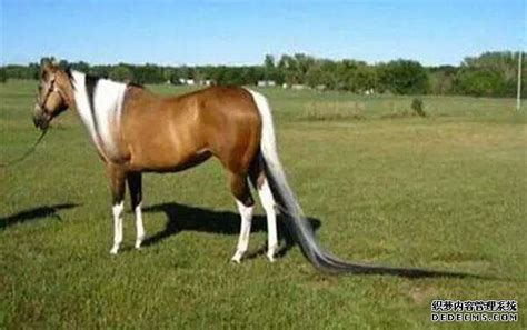 世界上体型最大的马，身高2.4米1.5吨重，它能否完成最终挑战|娱乐|好看|经典_新浪新闻