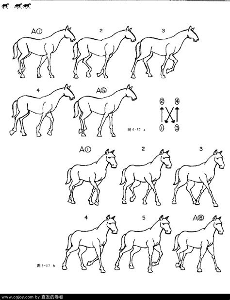 千姿百态的动物：马的运动 1、马走路的运动（对角线运动） 2、马小跑的运动（对角）3、骆驼走路运动（左右两组平衡线走）