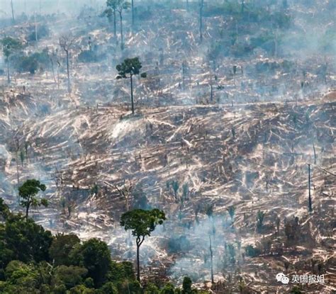 亚马逊雨林去年火灾次数飙升三成-国际环保在线