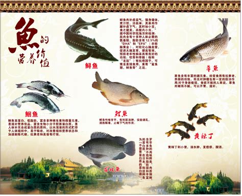 鱼的营养价值设计图__广告设计_广告设计_设计图库_昵图网nipic.com