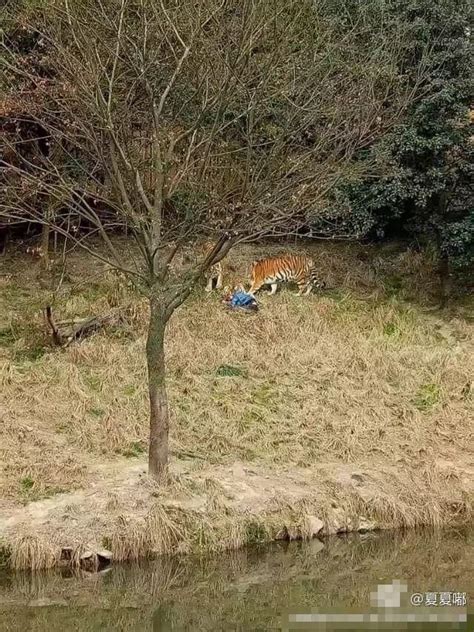 抚顺一动物园小老虎“越狱” 2分钟后被拖回_大辽网_腾讯网