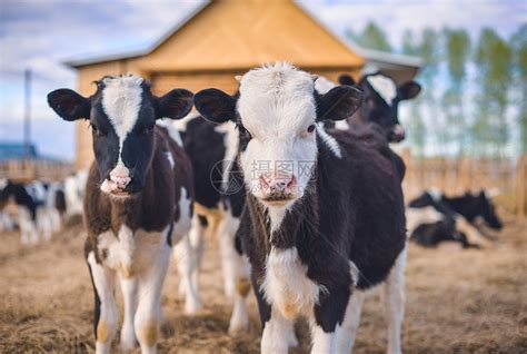 奶牛养殖场高清图片下载-正版图片600038551-摄图网