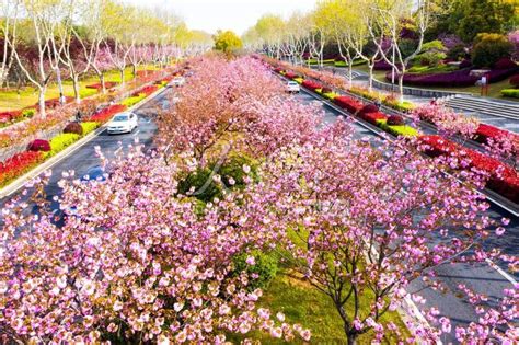 南京：花神大道樱花盛开-人民图片网