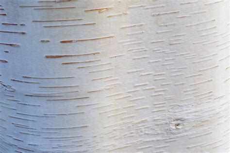 白桦树皮从地上的原木上剥落。高清摄影大图-千库网