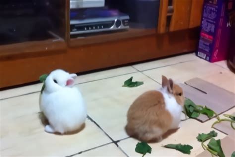 自从家里养了两只兔子，吃饭时的反差萌太可爱了_凤凰网视频_凤凰网