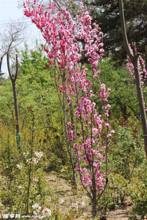 多花泡花树：五峰后河国家级自然保护区 - 中国自然保护区生物标本资源共享平台