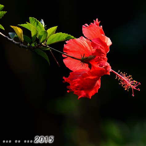 【红花朵朵摄影图片】生态摄影_太平洋电脑网摄影部落