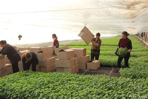 让你种出“向往的生活”！泰州这个地方推出“认养农业”……_澎湃号·政务_澎湃新闻-The Paper