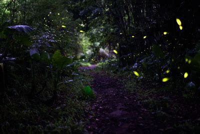 352.电萤虫1虫属性~信号光束原图片