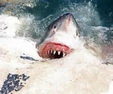 地球上是最大的食肉动物，古噬人鲨吃人图片(21米/103吨)_小狼观天下