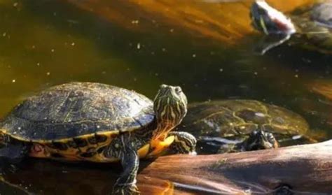 爬行乌龟图片-草地上的爬行乌龟素材-高清图片-摄影照片-寻图免费打包下载