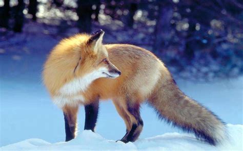 波兰民众扮“狐狸”游行呼吁保护动物_科学传播网