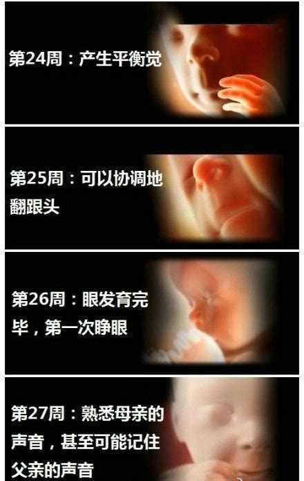 怀胎十月胎儿成长图(6)_ 养生图志_99养生堂