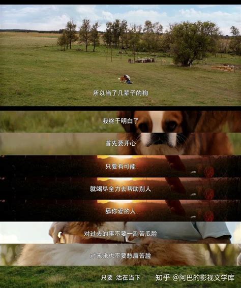 《一条狗的使命2》-高清电影-完整版在线观看