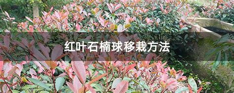 红叶石楠球移栽方法-种植技术-中国花木网