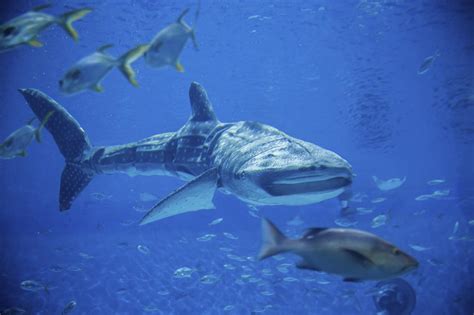 与鲸鲨同游大海 盘点全球9大最佳体验地_山东频道_凤凰网