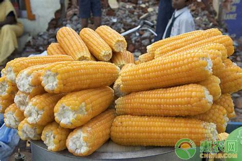 2021年四月份玉米价格行情分析 - 惠农网