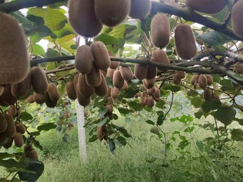 贵州修文猕猴桃种植基地：“小果子”做成“大产业”-行业动态-中国猕猴桃网