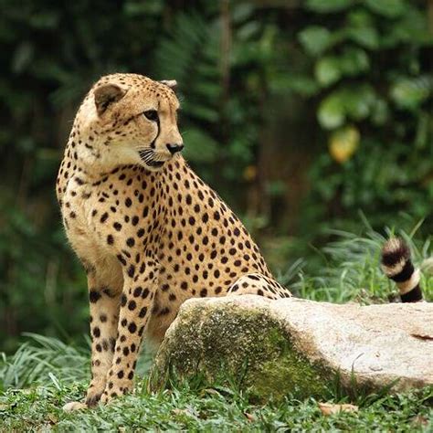 豹知识！英语中的豹到底是panther、puma还是leopard？_报价宝全新科技资讯头条 Baojiabao.com