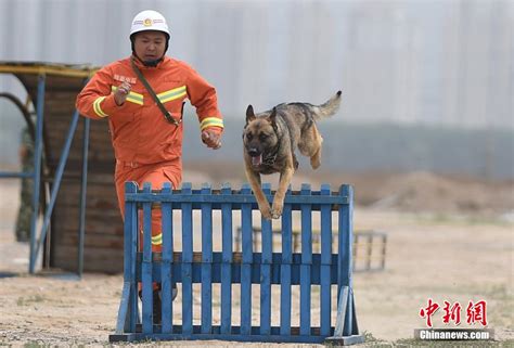 山西举办搜救犬“比武大会” - China.org.cn