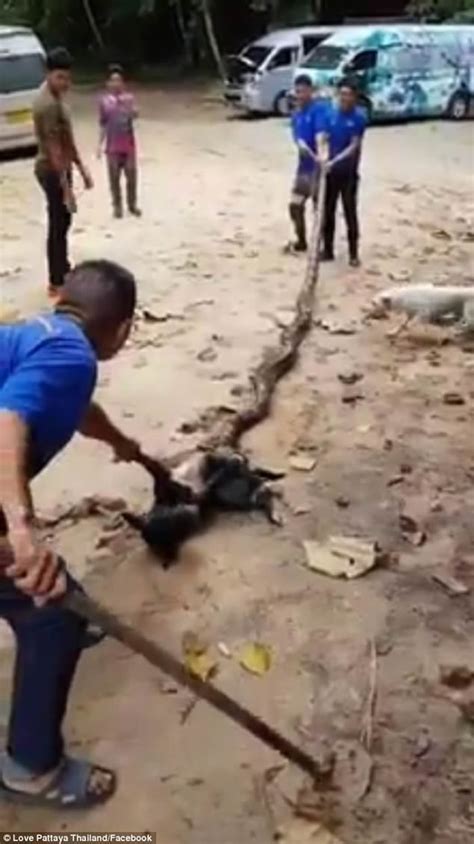 泰国清迈民众徒手掰开巨蟒救出大黑狗 - 神秘的地球 科学|自然|地理|探索