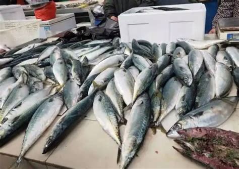 青岛鲜鲅鱼 家庭吃的35块钱一斤 越大越贵 18斤一条42块钱一斤