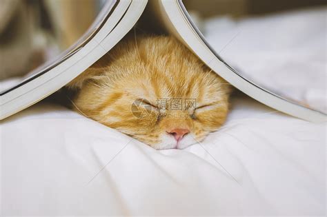 床上的猫高清图片下载-正版图片500747725-摄图网