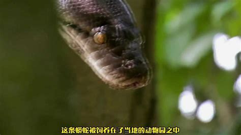 监控实拍 世界上最大的蛇! 五十余米巨蛇横卧吓坏路人_腾讯视频