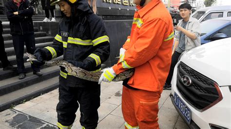 视频|“消防员快来帮忙，有条2米长蟒蛇在车上” - 视频 - 三湘都市报 - 华声在线