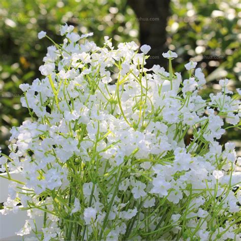 白色满天星花语是什么，纯洁清新/爱情的配角 - 蓝妖花园