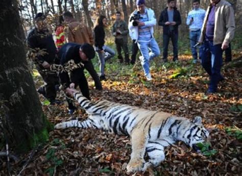 罗马尼亚动物园一老虎成功“越狱”后惨遭击毙 - 神秘的地球 科学|自然|地理|探索