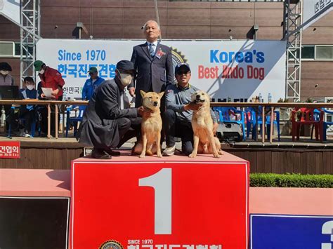 韩国珍岛犬协会“Imok”， 在韩国建立了成熟的养狗文化_中韩交流_
