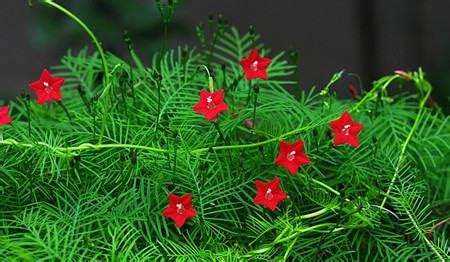 茑萝花图片