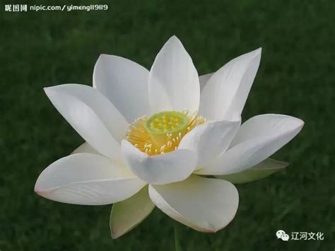 心理学：第一眼哪朵白莲花最纯洁？测你在异性眼里有多高冷？