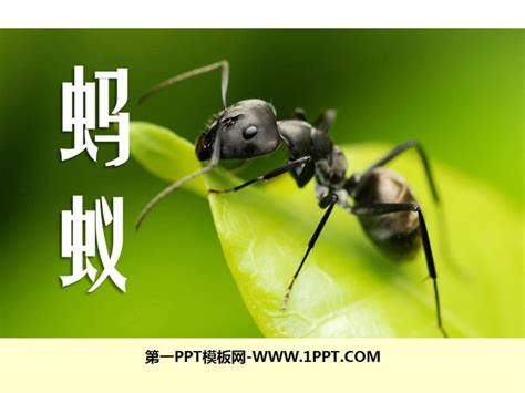 《蚂蚁》PPT课件2 - 第一PPT