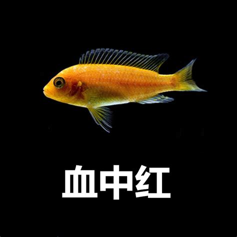 探访三湖慈鲷繁殖者_腾讯视频