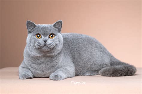 灰色英短猫咪头像图片