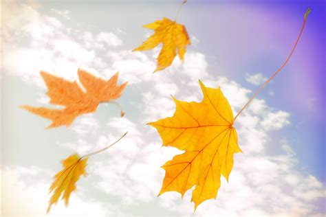 立秋背景秋天落叶图片素材-正版创意图片400357050-摄图网
