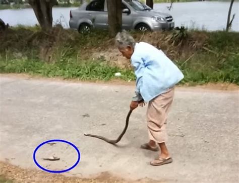 泰国74岁阿婆徒手抓起一条大蛇朝地上猛摔多次直到它气绝身亡 - 神秘的地球 科学|自然|地理|探索