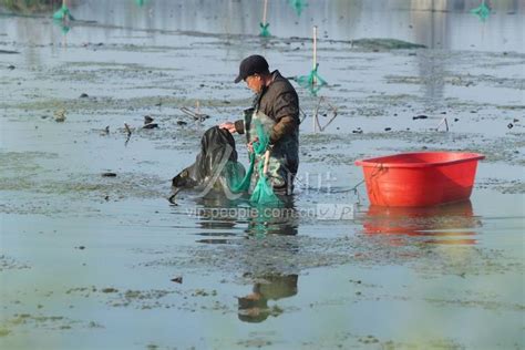安徽蒙城：小龙虾养殖农民增收-人民图片网