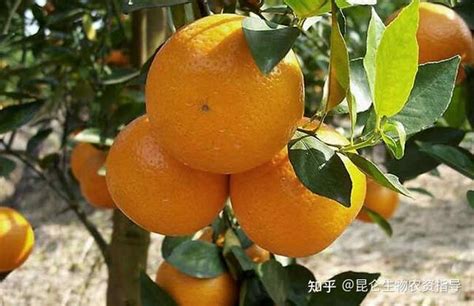 柑橘怎么疏果，能减量不减产？_凤凰网视频_凤凰网