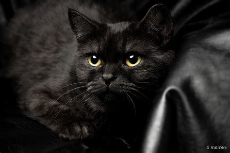 宠物猫种类之黑猫-58同城